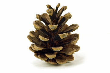 Pine cone