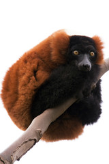 Red Ruffed Lemur