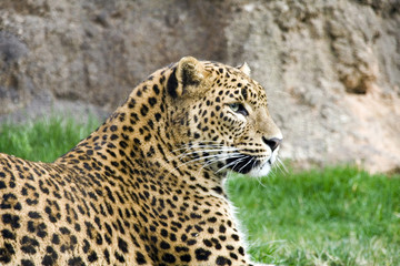Profile leopard