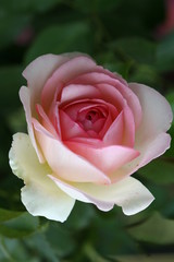 Pink Rose