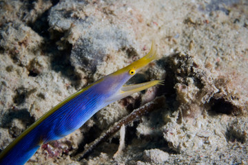 Rhyno muraena