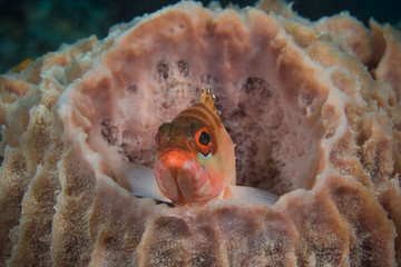 Courious fish
