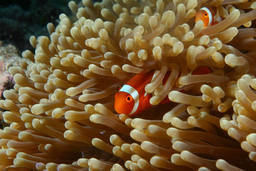Couple of clown fishes