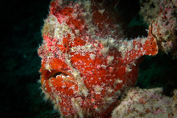 Frog fish