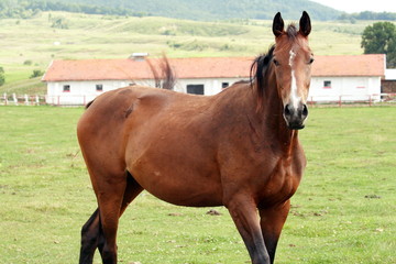 Fototapeta premium BEAUTY