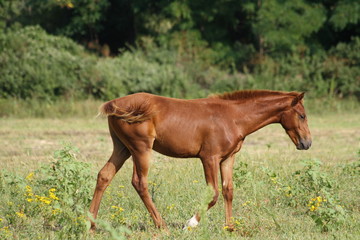 Naklejka premium CHESTNUT FOAL