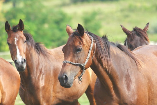 HORSES RUNNING