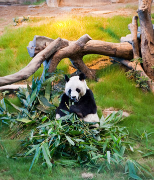 Giant Panda Bear Eating Leaves