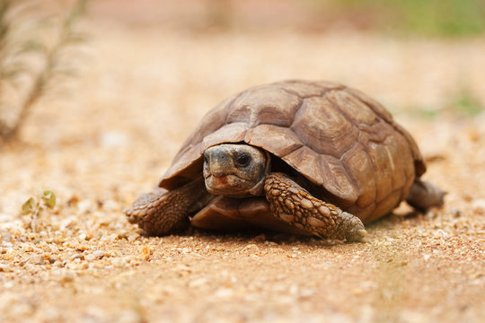 african desert tortoise