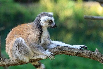 lemur monkey