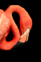 red flamingo