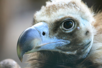 head of vulture