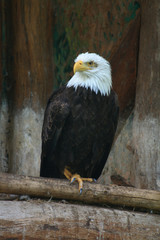 eagle