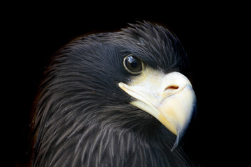 head of eagle