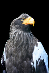 eagle