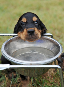chiot &agrave; la gamelle