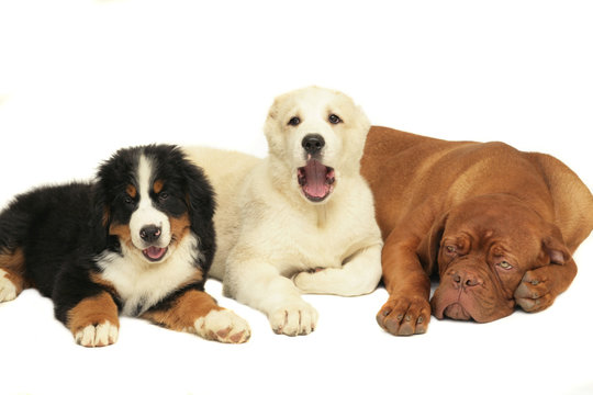 Three puppies.