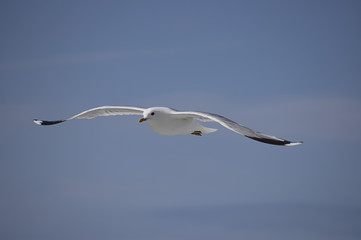 Segelflug