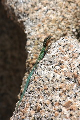 Lizard on rock
