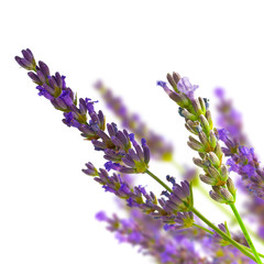 closeup of a bunch of lavender isolated over white