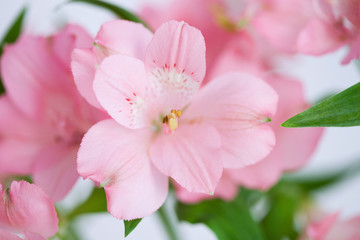 Fototapeta premium アリストロメリアの花