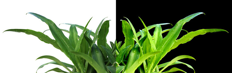 Obraz premium plants d'agaves sur fond blanc et sur fond noir