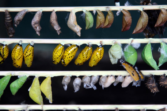 chrysalides