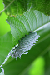 chenille du papillon Cobra , attacus atlas