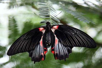 Fototapeta na wymiar Porte-kolejka Ecarlate - Papilio rumanzovia