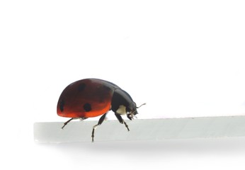 going ladybug - Powered by Adobe