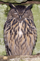 Eagle owl