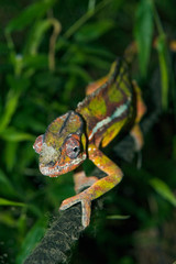 Chameleon