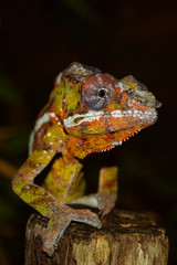 Chameleon
