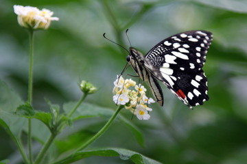 Fototapeta premium papillon