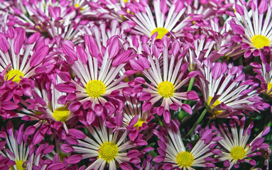 Close-up of purple aster