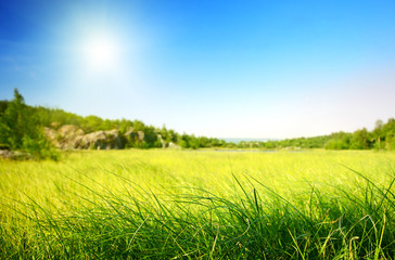 field of grass in north mountain (shallow DOF)