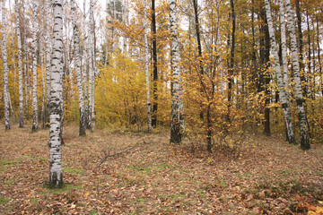 autumunal forest