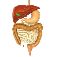 digestive system