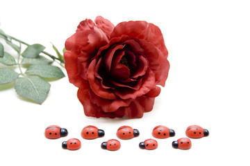 Marienkäfer mit Rose