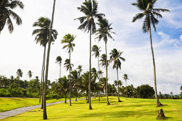 Fototapeta premium Golf Greens