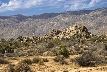 Mojave Landscape