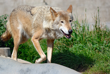 Walking wolf