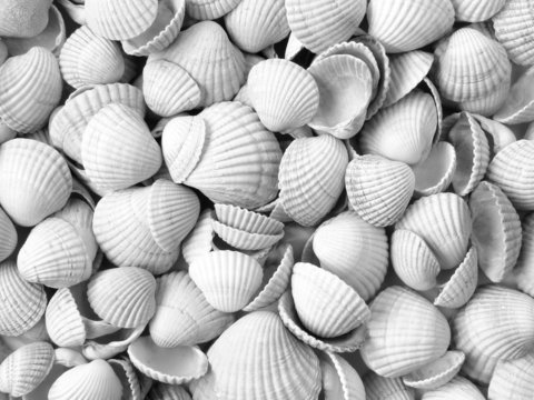 seashells background in black and white © DLeonis