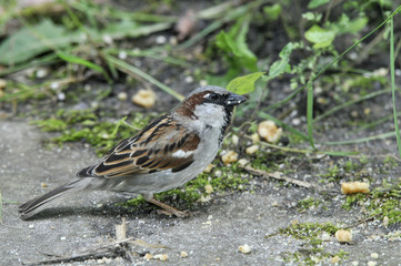 sparrow side view