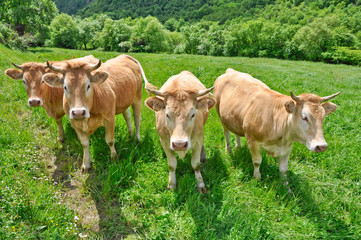 Fototapeta premium vacas