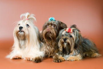 Three lap-dogs in studio on a neutral background