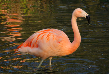 Pink Flamingo