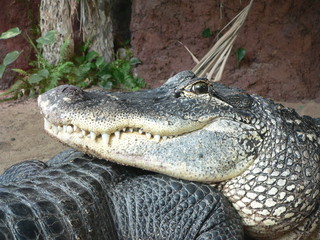 Krokodilkopf