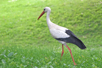 Storch