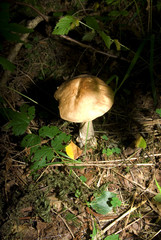 boletes    background